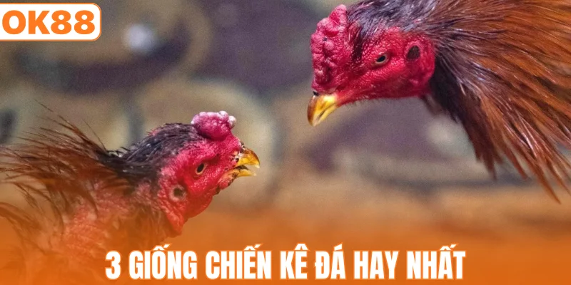 3 giống chiến kê đá hay nhất