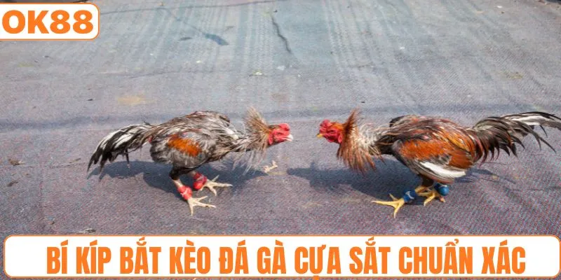 Bí kíp bắt kèo đá gà cựa sắt chuẩn xác