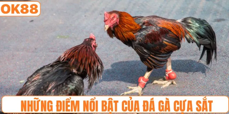 Những điểm nổi bật của đá gà cựa sắt