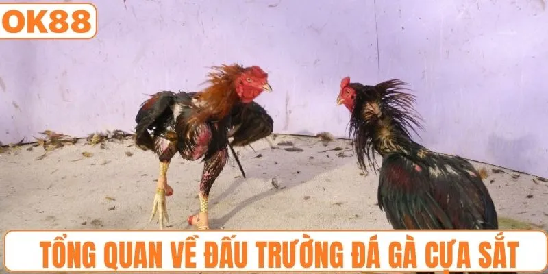 Tổng quan về đấu trường đá gà cựa sắt